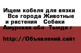 Ищем кобеля для вязки - Все города Животные и растения » Собаки   . Амурская обл.,Тында г.